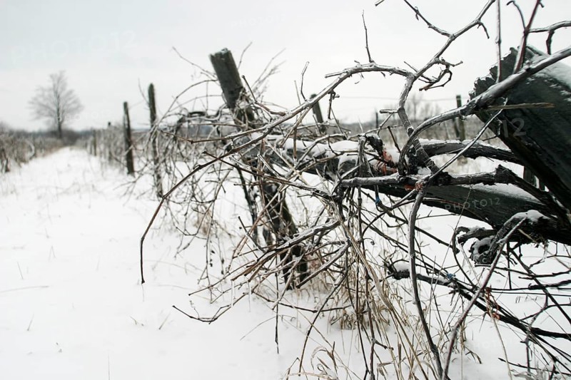 Snow-covered vineyard with bare vines under a grey sky, evoking desolation in London, Ontario, Canada, North America