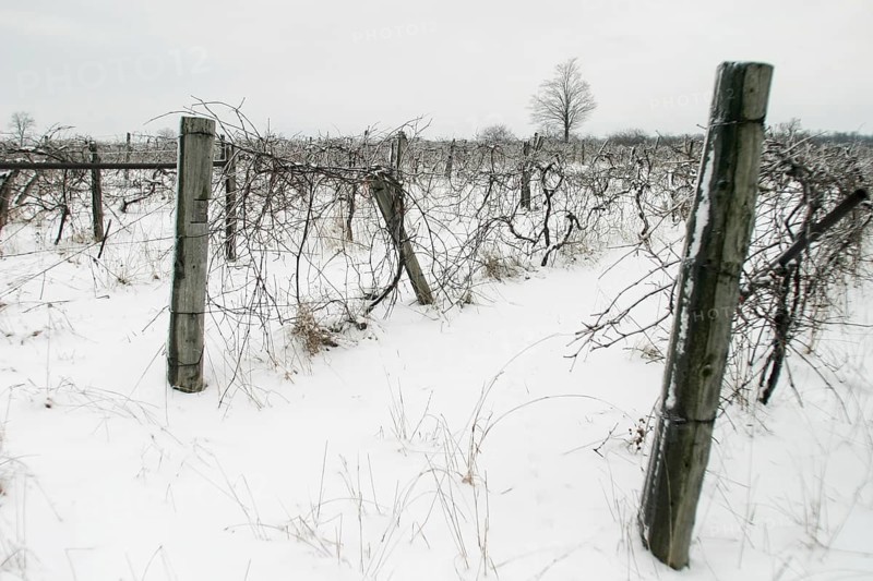 Snow-covered vineyard with wooden posts and bare vines in London, Ontario, Canada, North America