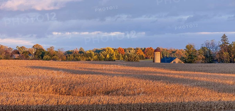 Golden fields stretch towards a distant silo in autumn in St. Thomas, Ontario, Canada, North America