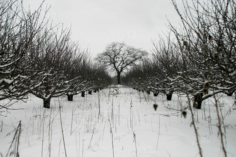 Snow-laden orchard extends toward a lone tree with symmetrical rows in London, Ontario, Canada, North America