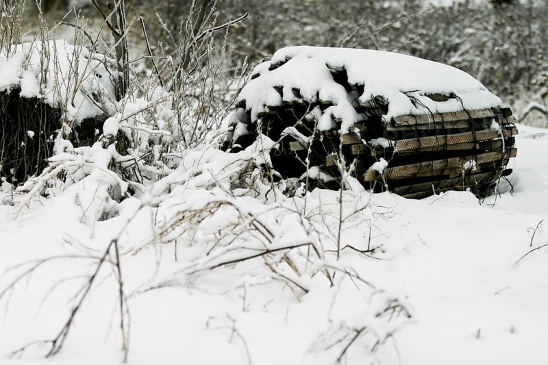 Snow-covered woodpile surrounded by sparse, frosty plants in London, Ontario, Canada, North America