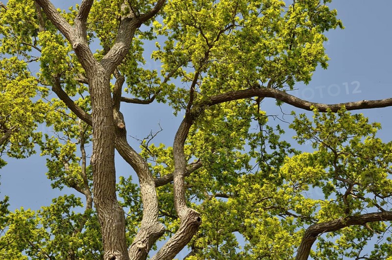 The Leguay oak Bord-Louviers State Forest Eure Normandy, France