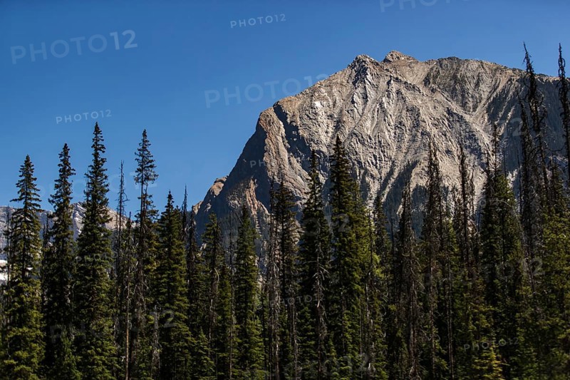Tall mountain peak surrounded by a thick forest under a blue sky inside Yoho National Park, in British Columbia, Canada, North America