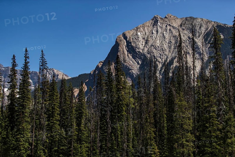 Rocky mountains with towering trees under a clear blue sky inside Yoho National Park, in British Columbia, Canada, North America