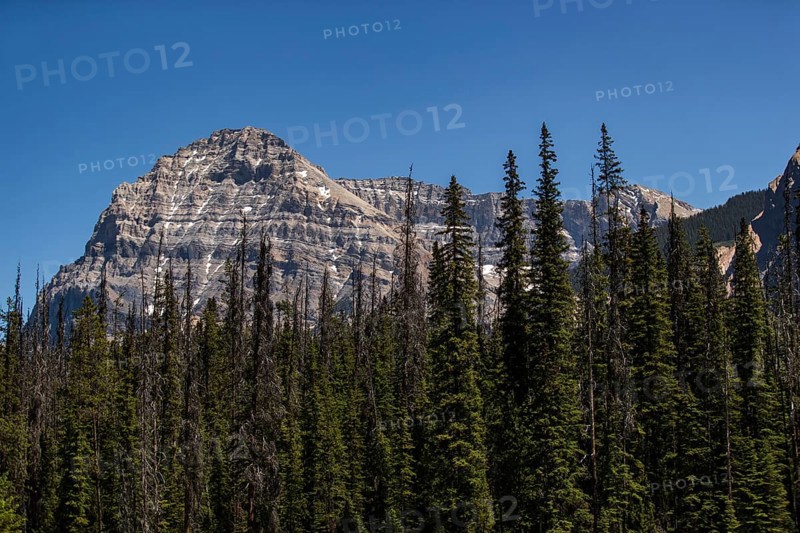Prominent mountain towering over a mix of dense trees and clear sky inside Yoho National Park, in British Columbia, Canada, North America