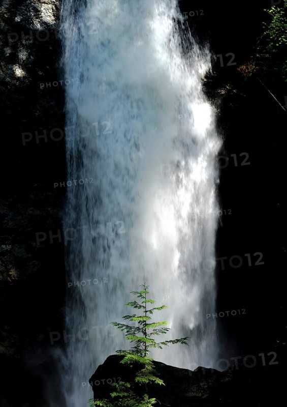 Tall waterfall with tree at its base in a forest inside Cascade Falls Regional Park, Deroche, British Columbia, Canada, North America