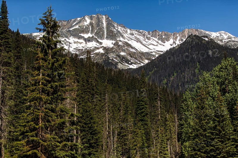 Forest overlaid with towering snowy mountains under a calm sky as viewed along the Trans Canada Highway in British Columbia, Canada, North America