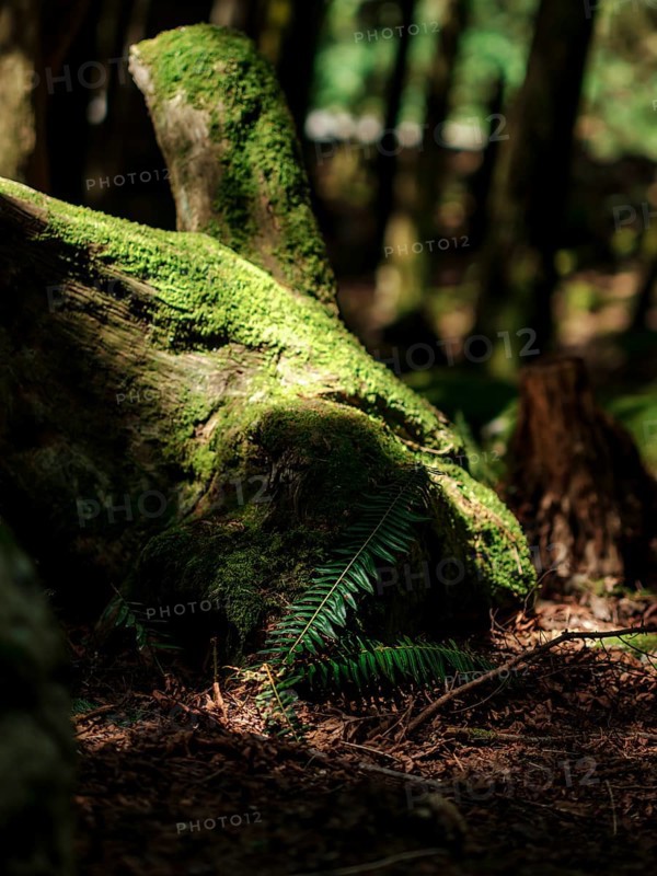 Moss-covered log with ferns in a sunlit forest scene inside Cascade Falls Regional Park, Deroche, British Columbia, Canada, North America