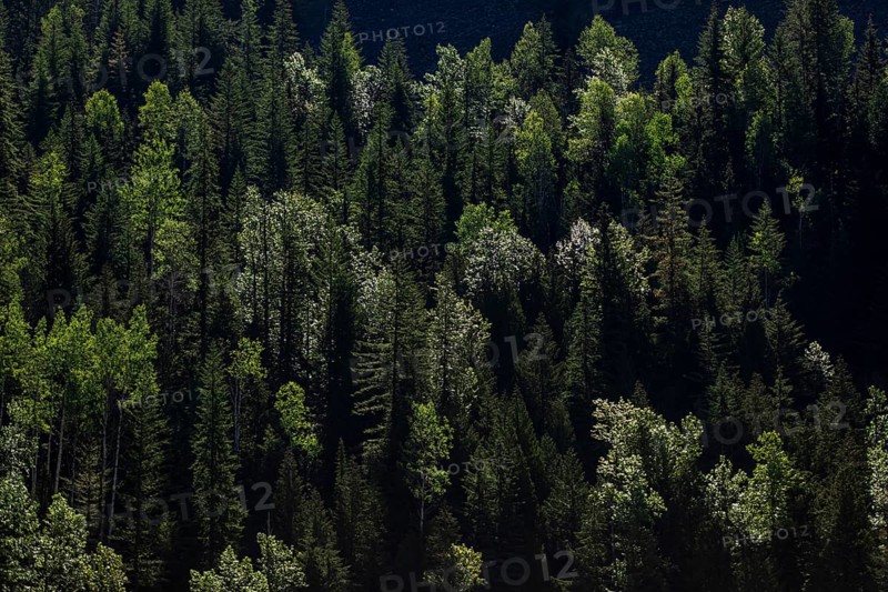Deep green forest with varied tree heights and patches of sunlight in Revelstoke, British Columbia, Canada, North America