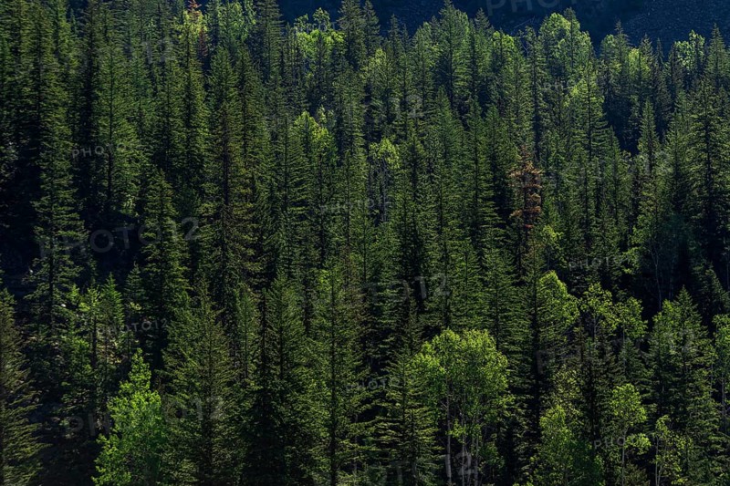 Lush green forest densely packed with sunlight filtering through in Revelstoke, British Columbia, Canada, North America