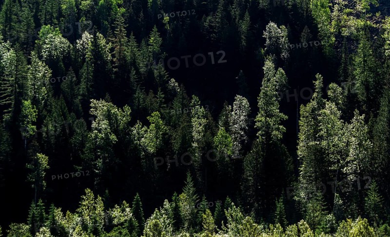 Dense green forest with sunlight highlighting patches of trees in Revelstoke, British Columbia, Canada, North America