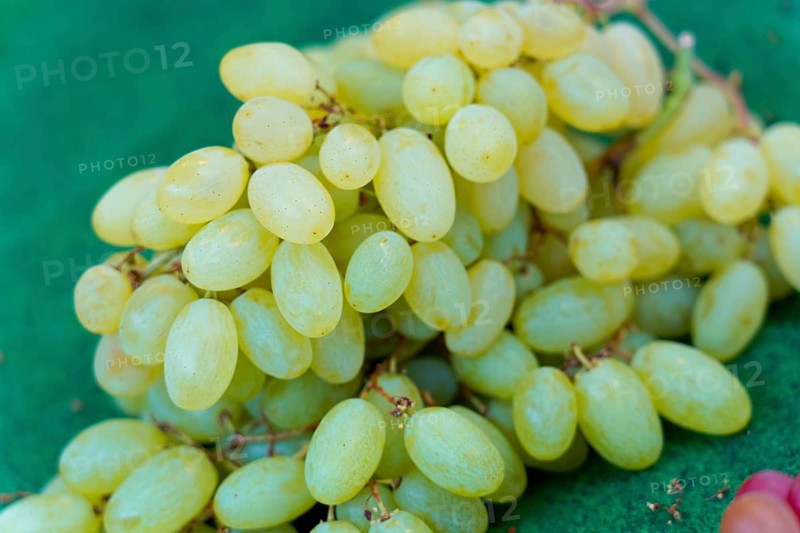 Farmer's market on the Münsterplatz, stall, Ulm, Baden-Württemberg, Germany, Europe, close-up of green grapes on green background