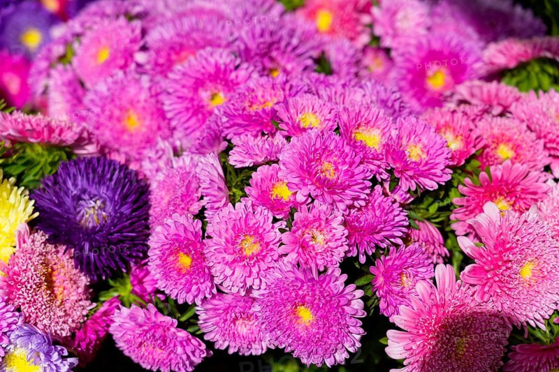 Farmers' market on the Münsterplatz, Stall, Ulm, Baden-Württemberg, Germany, Europe, Magnificent collection of pink chrysanthemum flowers