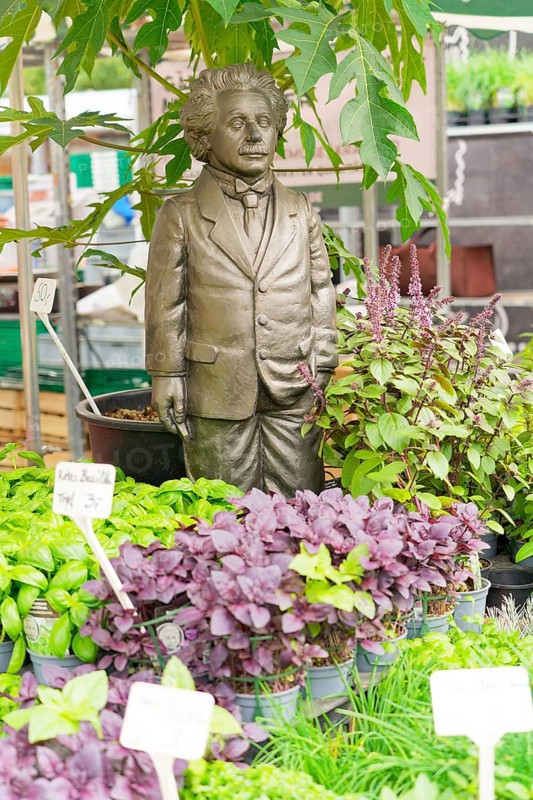 Farmers' market on Münsterplatz, stall, Ulm, Baden-Württemberg, Germany, Europe, Einstein sculpture surrounded by various plants