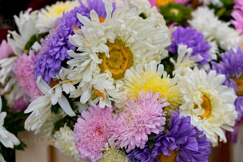 Farmer's market on the Münsterplatz, Stall, Ulm, Baden-Württemberg, Germany, Europe, Colourful bouquet with chrysanthemums and daisies