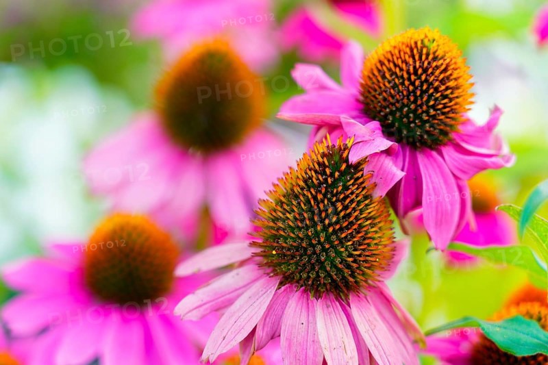 Farmers' market on Münsterplatz, stall, Ulm, Baden-Württemberg, Germany, Europe, Various pink echinacea flowers with striking orange centres in a summery atmosphere