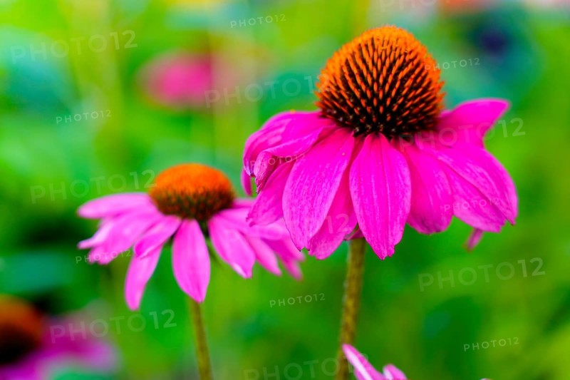 Farmer's market on the Münsterplatz, stall, Ulm, Baden-Württemberg, Germany, Europe, Pink echinacea flowers in full bloom in front of a blurred green background