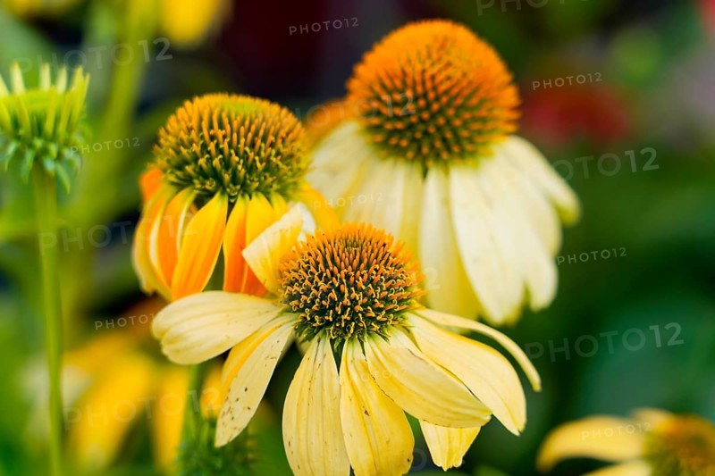 Farmer's market on the Münsterplatz, stall, Ulm, Baden-Württemberg, Germany, Europe, Close-up of yellow echinacea flowers with orange centres against a green background