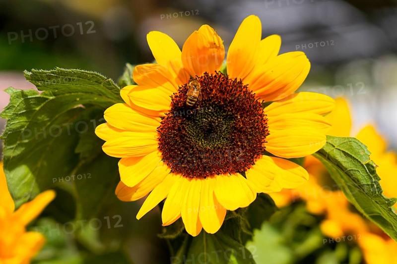 Farmer's market on the Münsterplatz, Stall, Ulm, Baden-Württemberg, Germany, Europe, Large yellow sunflower with central bee, which stands out in the sunlight against a diffuse background