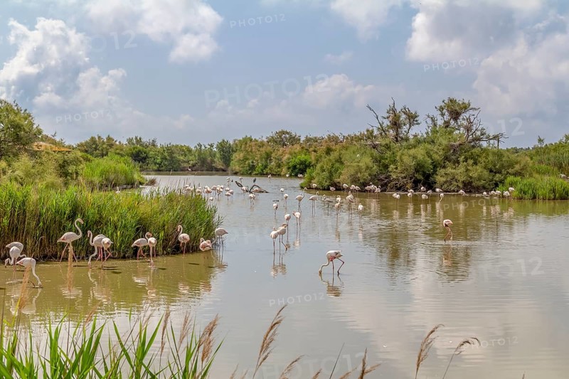 Riparian scenery including some flamingos around the Regional Nature Park of the Camargue in Southern France