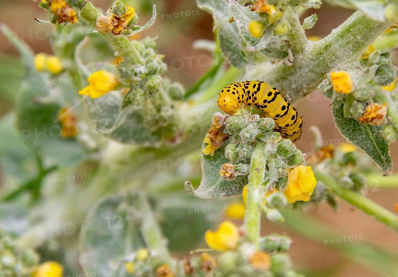 Caterpillar of a Mullein moth butterfly seen in Southern France