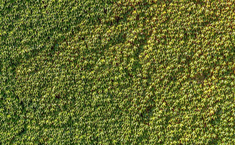 Full frame sunny illuminated ivy leaves background