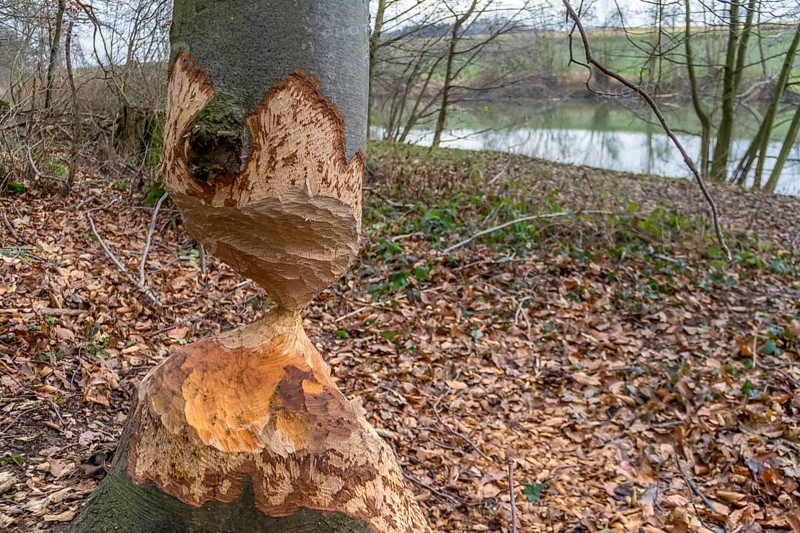 Gnawed off tree trunk mady by a beaver seen in Southern Germany