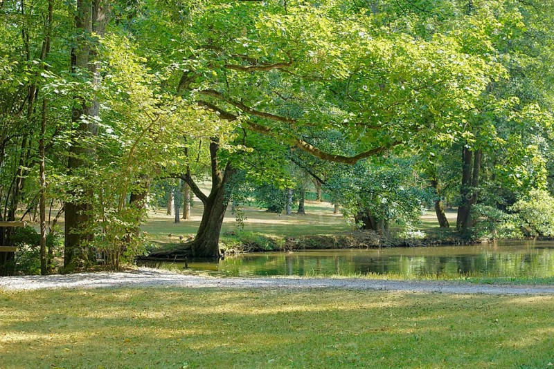 Idyllic park scenery with lake at summer time