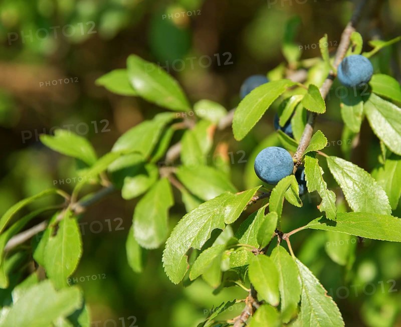 Sunny detail of a blackthorn plant with blue berries in natural ambiance