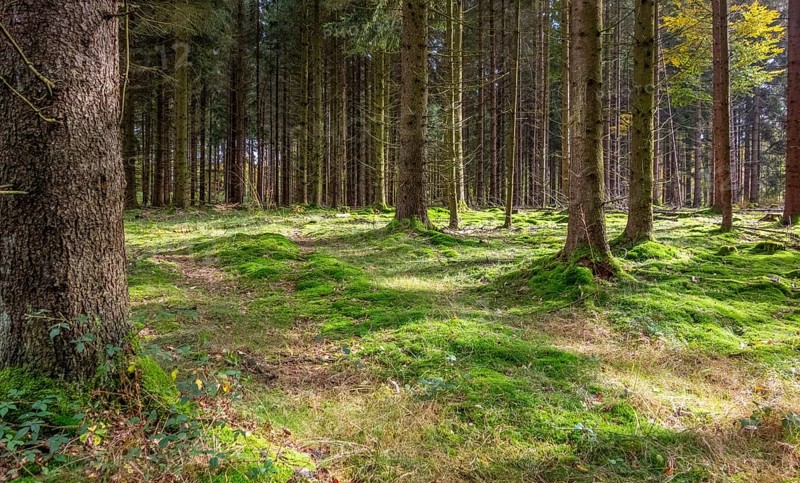 Idyllic forest scenery at summer time seen in southern Germany