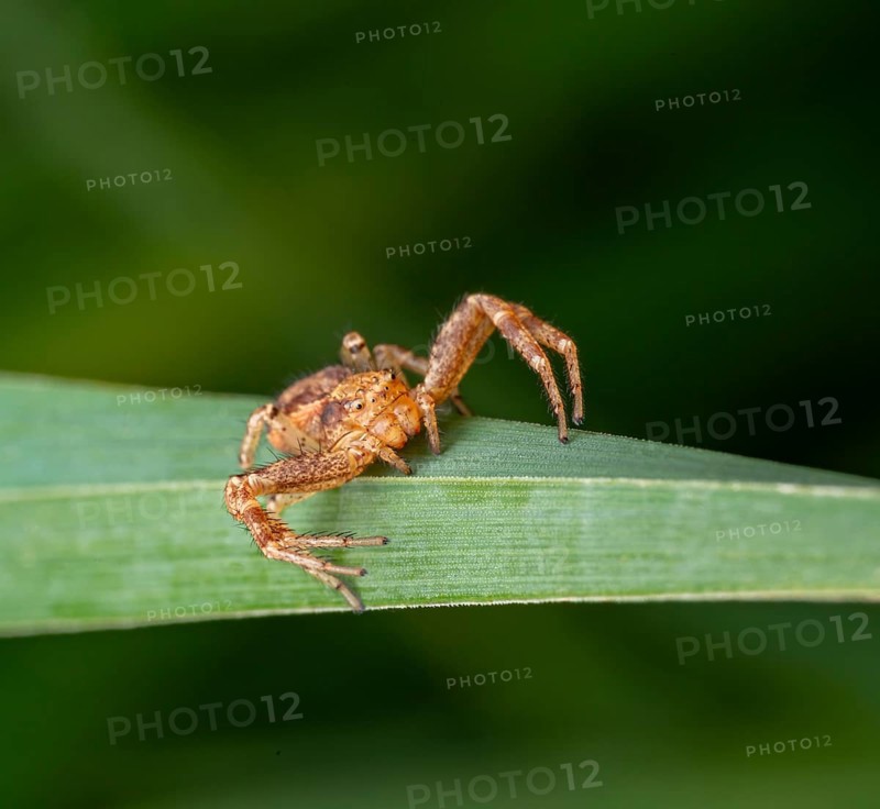 Common crab spider lurking on a grass stipe