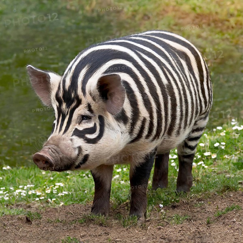 AI generated image showing a pig with zebra-like pattern in natural ambiance