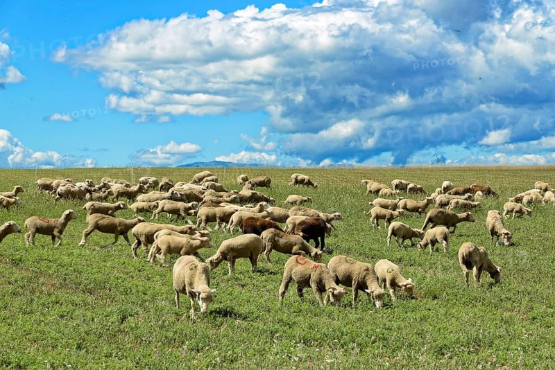 Group of sheep grazing on a green pasture under a dramatic sky, Provence, Département Alpes-de-Haute-Provence, Region Provence-Alpes-Côte dAzur, South of France, France, Europe, No AI