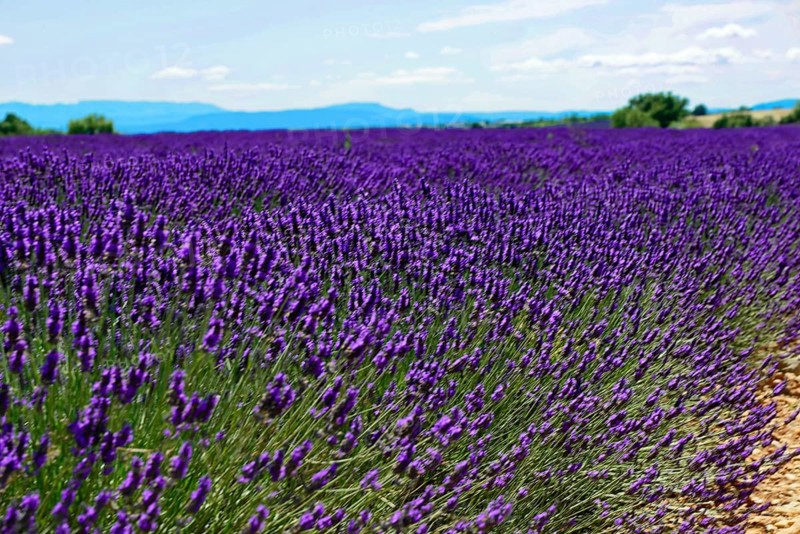 Wide lavender field under a blue sky with mountains in the background, Provence, Département Alpes-de-Haute-Provence, Region Provence-Alpes-Côte dAzur, South of France, France, Europe, No AI