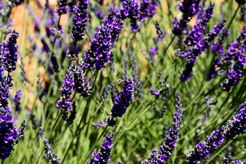 Lavender flowers with a bee, focussed close-up, Provence, Département Alpes-de-Haute-Provence, Region Provence-Alpes-Côte dAzur, South of France, France, Europe, No AI