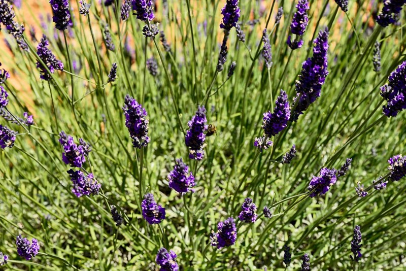 Close-up of blooming lavender with bees in action, Provence, Département Alpes-de-Haute-Provence, Region Provence-Alpes-Côte dAzur, South of France, France, Europe, No AI