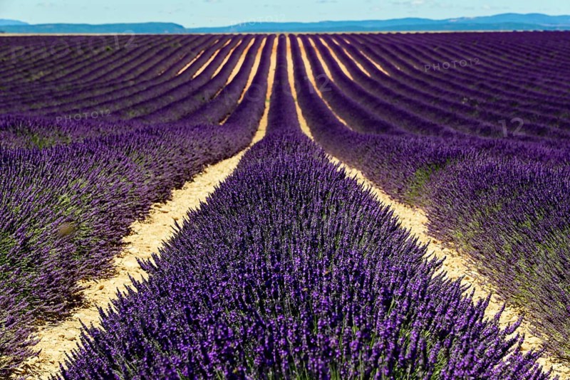 Rows of blooming lavender under a bright blue sky, Blooming lavender field (Lavandula angustifolia), Plateau de Valensole, Provence, Densely planted lavender fields stretching into the distance, Département Alpes-de-Haute-Provence, Region Provence-Alpes-Côte dAzur, South of France, France, Europe, No AI