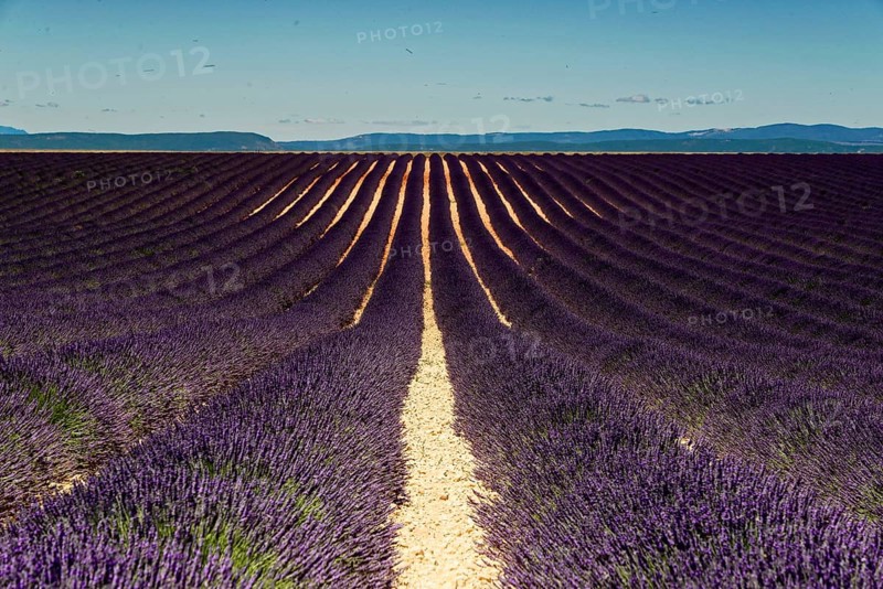 Wide lavender fields under a blue sky with a distant mountain backdrop, Provence, Département Alpes-de-Haute-Provence, Region Provence-Alpes-Côte dAzur, South of France, France, Europe, No AI