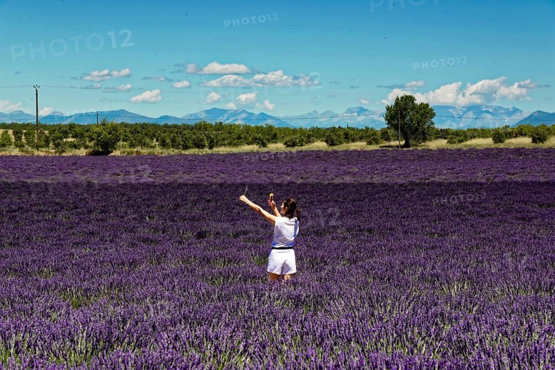 Rows of blooming lavender under a bright blue sky, Blooming lavender field (Lavandula angustifolia), Plateau de Valensole, Provence, Girl in lavender field, photographed with picturesque mountain backdrop, Département Alpes-de-Haute-Provence, Region Provence-Alpes-Côte dAzur, South of France, France, Europe, No AI
