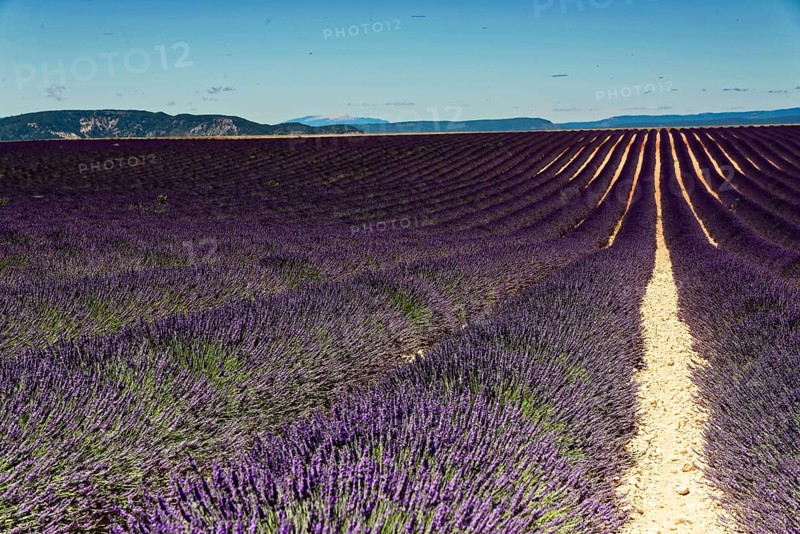 Rows of blooming lavender under a bright blue sky, Blooming lavender field (Lavandula angustifolia), Plateau de Valensole, Provence, Rows of lavender stretch to the horizon, under a clear sky, Département Alpes-de-Haute-Provence, Region Provence-Alpes-Côte dAzur, South of France, France, Europe, No AI