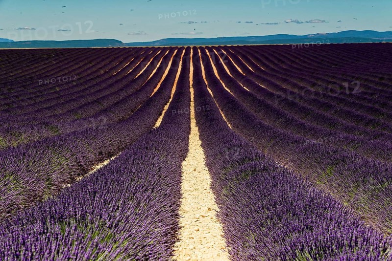 Rows of blooming lavender under a bright blue sky, Blooming lavender field (Lavandula angustifolia), Plateau de Valensole, Provence, Endless lavender field under a blue sky with mountain backdrop, Département Alpes-de-Haute-Provence, Region Provence-Alpes-Côte dAzur, South of France, France, Europe, No AI