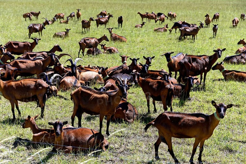 Large herd of goats on a green pasture under a sunny sky, Provence, Département Alpes-de-Haute-Provence, Region Provence-Alpes-Côte dAzur, South of France, France, Europe, No AI