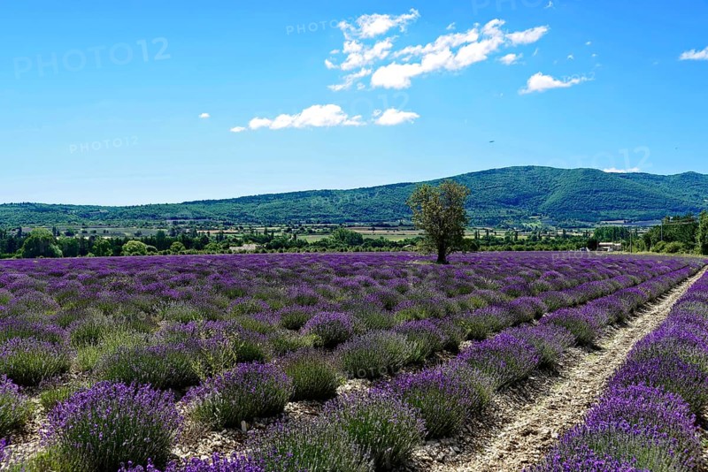 Rows of blooming lavender under a bright blue sky, Blooming lavender field (Lavandula angustifolia), Plateau de Valensole, Provence, Wide lavender field in front of a gentle hill under a summer sky, Département Alpes-de-Haute-Provence, Region Provence-Alpes-Côte dAzur, South of France, France, Europe, No AI