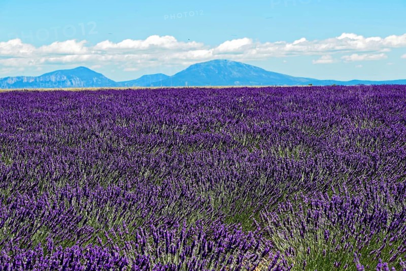 Rows of blooming lavender under a bright blue sky, Blooming lavender field (Lavandula angustifolia), Plateau de Valensole, Provence, Wide lavender field with mountain panorama under a clear sky, Département Alpes-de-Haute-Provence, Region Provence-Alpes-Côte dAzur, South of France, France, Europe, No AI