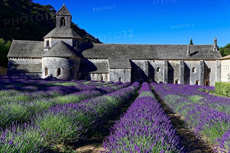 Picturesque monastery with a rich carpet of lavender flowers under a clear blue sky, Cistercian abbey Abbaye Notre-Dame de Sénanque, with lavender field, Vaucluse, Provence, Provence-Alpes-Côte d'Azur, France, Europe, Monastery building with blooming lavender field on a sunny day, Département Alpes-de-Haute-Provence, Region Provence-Alpes-Côte dAzur, South of France, No AI