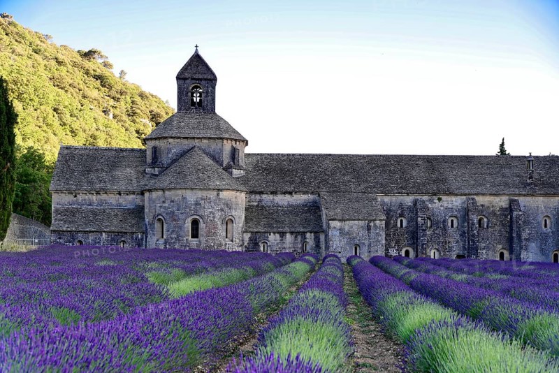 Stone abbey with lavender fields in the foreground, illuminated by soft light, Provence, Département Alpes-de-Haute-Provence, Region Provence-Alpes-Côte dAzur, South of France, France, Europe, No AI