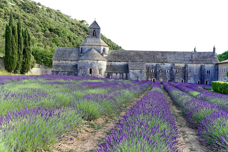 Picturesque monastery with a rich carpet of lavender flowers under a clear blue sky, Cistercian abbey Abbaye Notre-Dame de Sénanque, with lavender field, Vaucluse, Provence, Provence-Alpes-Côte d'Azur, France, Europe, View of an abbey and lavender fields against a wooded backdrop, Département Alpes-de-Haute-Provence, Region Provence-Alpes-Côte dAzur, South of France, No AI
