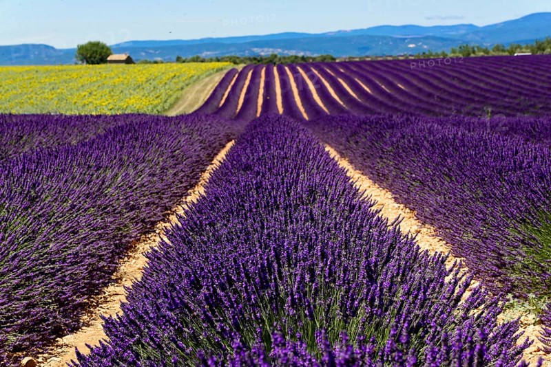 Rows of flowering lavender under a bright blue sky, Flowering lavender field (Lavandula angustifolia), Plateau de Valensole, Provence, Symmetrical rows of lavender in a rural setting with a view of hills, Département Alpes-de-Haute-Provence, Region Provence-Alpes-Côte dAzur, South of France, France, Europe, No AI