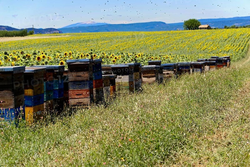 Beehives on a green meadow next to a sunflower field under a blue sky, Provence, Département Alpes-de-Haute-Provence, Region Provence-Alpes-Côte dAzur, South of France, France, Europe, No AI