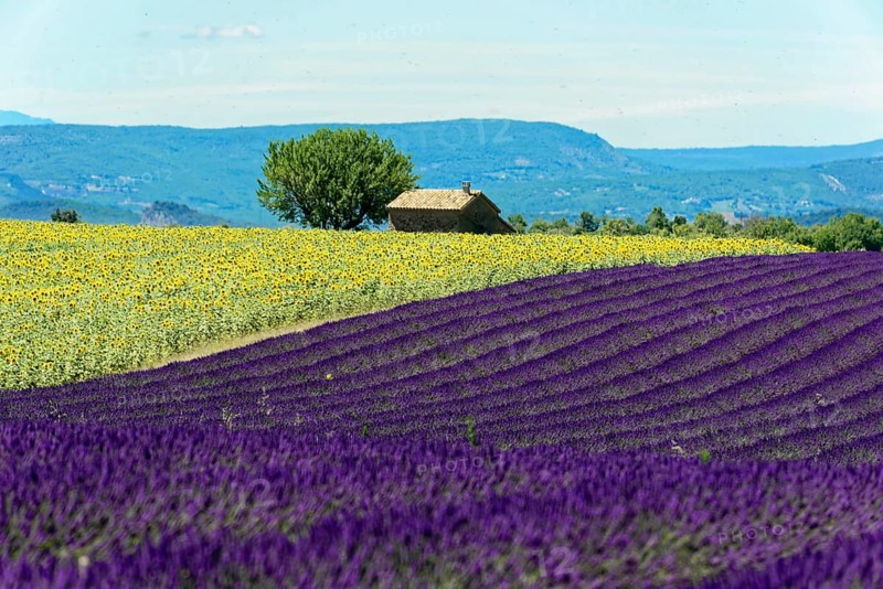 Rows of blooming lavender under a bright blue sky, Blooming lavender field (Lavandula angustifolia), Plateau de Valensole, Provence, A vast lavender field in front of a house and sunflowers, embedded in mountain landscape, Département Alpes-de-Haute-Provence, Region Provence-Alpes-Côte dAzur, South of France, France, Europe, No AI